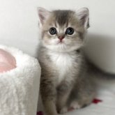 スコティッシュストレート