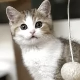 スコティッシュストレート【愛媛県・男の子・2025年3月16日・ブラウンマッカレルタビー&ホワイト】の写真2