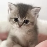 スコティッシュストレート【愛媛県・女の子・2025年10月22日・ブルータビー&ホワイト】の写真2