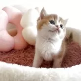 スコティッシュストレート【愛媛県・男の子・2025年10月7日・レッドマッカレルタビー&ホワイト】の写真3