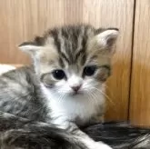 スコティッシュストレート【愛媛県・男の子・2025年10月22日・ブラウンマッカレルタビー&ホワイト】の写真5