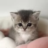 スコティッシュストレート【愛媛県・女の子・2025年10月22日・ブルータビー&ホワイト】の写真3