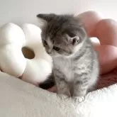 スコティッシュストレート【愛媛県・女の子・2025年10月22日・ブルーマッカレルタビー】の写真5