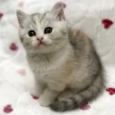 スコティッシュストレート【愛媛県・女の子・2025年3月10日・ブラウンマッカレルトービー&ホワイト】の写真5