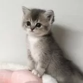 スコティッシュストレート【愛媛県・女の子・2025年10月22日・ブルータビー&ホワイト】の写真5