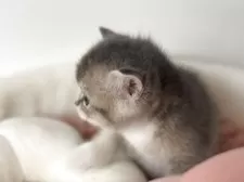 スコティッシュストレート【愛媛県・女の子・2025年10月22日・ブルータビー&ホワイト】の写真13