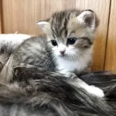 スコティッシュストレート【愛媛県・男の子・2025年10月22日・ブラウンマッカレルタビー&ホワイト】の写真6