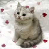 スコティッシュストレート【愛媛県・女の子・2025年3月10日・ブラウンマッカレルトービー&ホワイト】の写真9