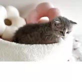 スコティッシュストレート【愛媛県・女の子・2025年10月22日・ブルーマッカレルタビー】の写真9