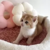 スコティッシュストレート【愛媛県・男の子・2025年10月7日・レッドマッカレルタビー&ホワイト】の写真9