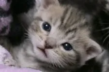 アメリカンショートヘア【東京都・女の子・2021年2月19日・シルバータビー】の写真1「3/13撮影」