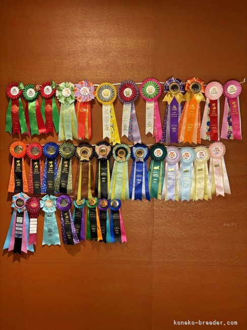 2023〜2024  CFAキツンクラス　サイベリアン1位｜蔵田　恵子(くらた　けいこ)ブリーダー(大阪府・サイベリアン・CFA/TICA/AJC登録)の紹介写真2