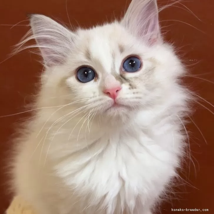 ID：2406-01955の子猫