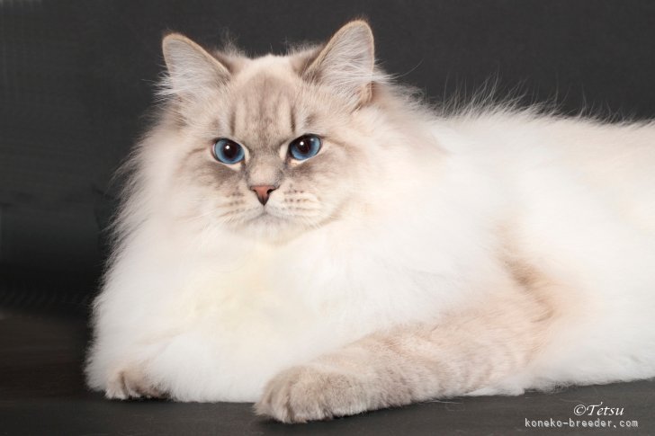 サイベリアン【・男の子・2023年4月24日・ブルーリンクスポイント】「RWに使った記念写真」