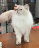 サイベリアン【・女の子・2024年2月7日・ブルーリンクスポイント】「キャットショーです。フリーでも、大丈夫🙆‍♀️」