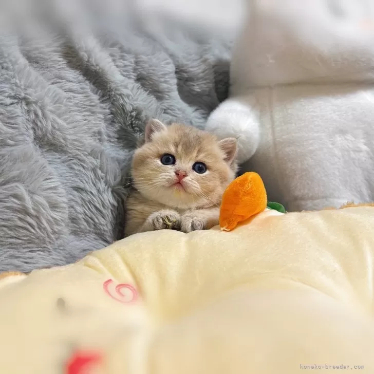 ID：2402-01244の子猫