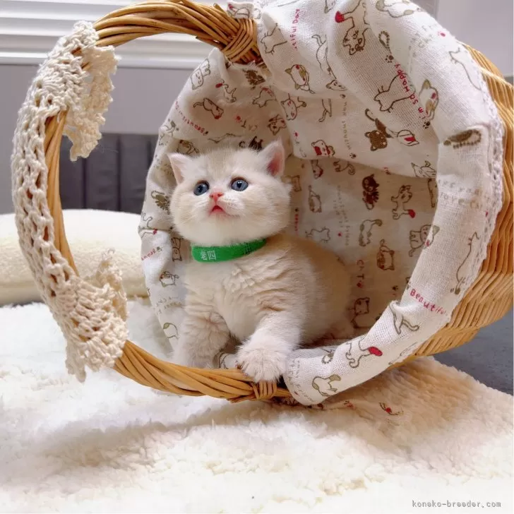 ID：2409-03131の子猫