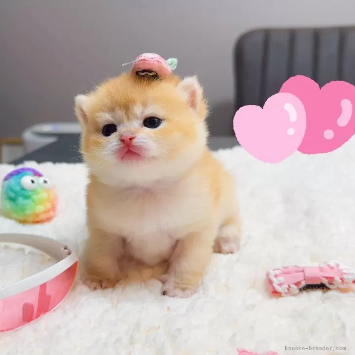 ID：2403-00332の子猫