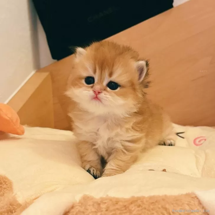 ID：2405-00008の子猫