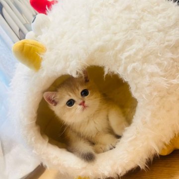 ブリティッシュショートヘア【埼玉県・女の子・2024年8月18日・ブルーゴールデン（ふわふわ）】の写真「🐻見たい顔、きれい毛色☺️ay12」