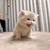 ブリティッシュショートヘア【埼玉県・男の子・2024年8月24日・ライラック】の写真5