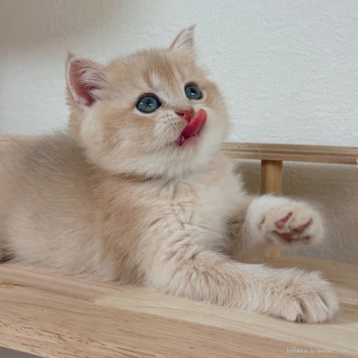 ブリーダー画像