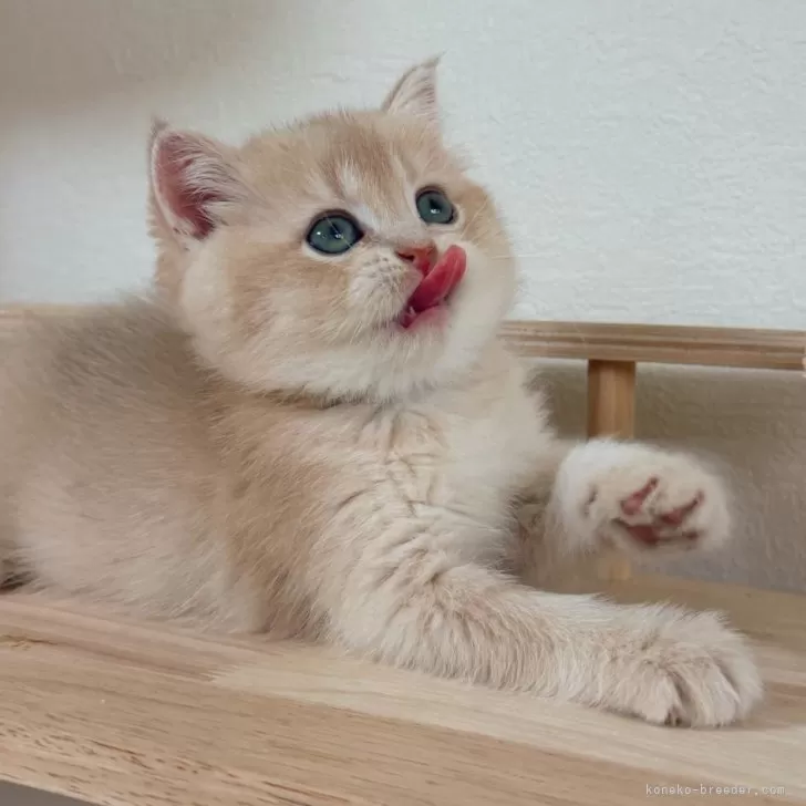 ブリティッシュショートヘア【埼玉県・女の子・2025年9月28日・ライラックゴールデン】の写真1