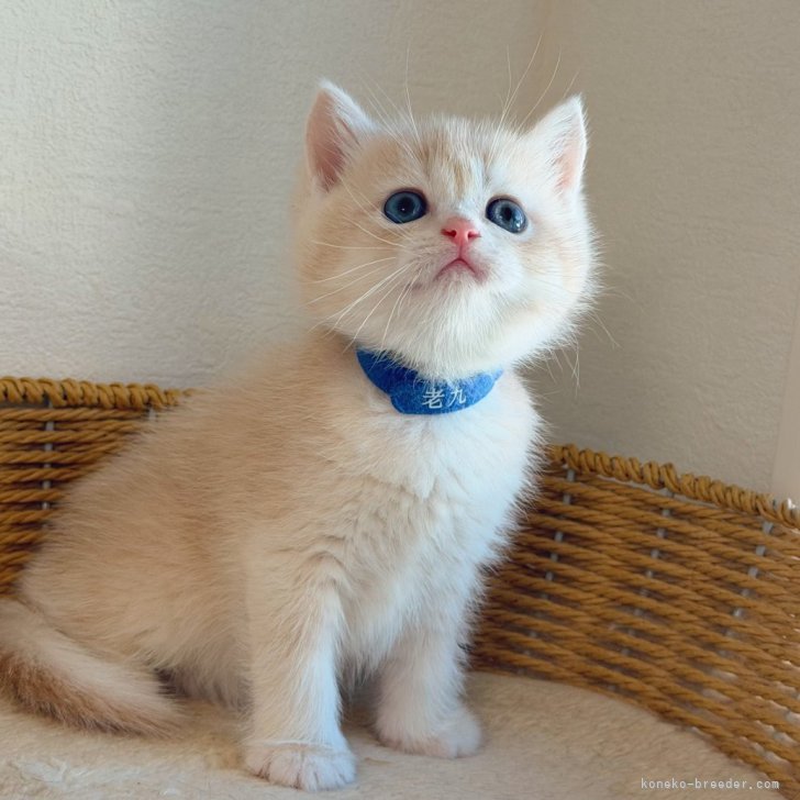 ブリーダー画像