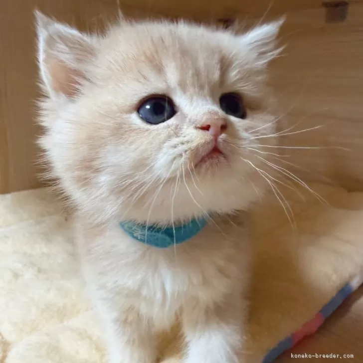 ブリティッシュショートヘア【埼玉県・女の子・2025年10月30日・ライラックゴールデンシェル】の写真1「顔がまんまる　体が大きい　色もきれい1っヶ月の体重は480g」