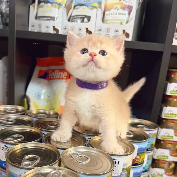 ブリティッシュショートヘア【埼玉県・男の子・2025年9月19日・キャラメルブルーゴールデン】の写真1