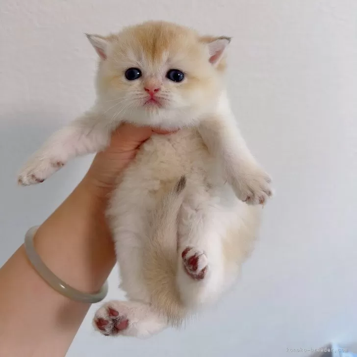 ID：2506-03242の子猫