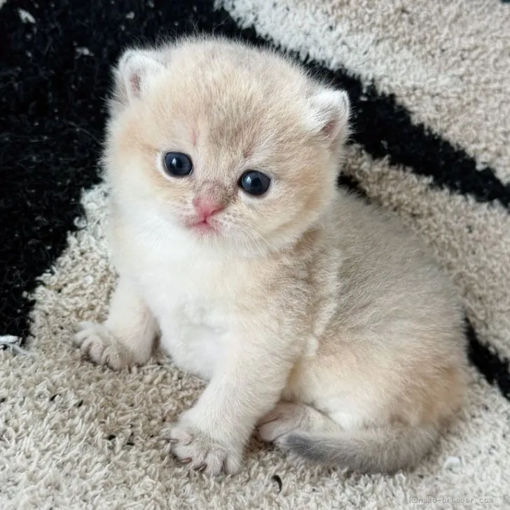 J.K 様のお迎えした子猫