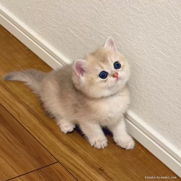 ブリティッシュショートヘア【埼玉県・女の子・2025年10月20日・ブルーゴールデン】の写真1