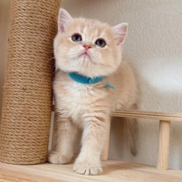 ブリティッシュショートヘア【埼玉県・女の子・2025年9月28日・ライラックゴールデン】の写真「顔まんまる　エルメスレベルの上品」