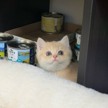 ブリティッシュショートヘア【埼玉県・男の子・2025年10月9日・ライラックゴールデンシェル】の写真「顔まんまる　くまみたい　色珍しい」