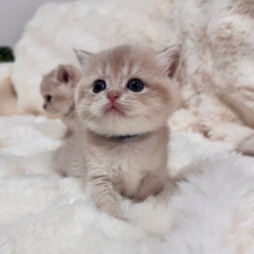 ブリティッシュショートヘア【埼玉県・男の子・2025年9月28日・ライラックゴールデン】の写真「顔まんまる　エルメスレベルの上品」