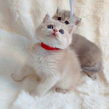 ブリティッシュショートヘア【埼玉県・男の子・2025年9月28日・ライラックゴールデン】の写真「顔まんまる　エルメスレベルの上品」