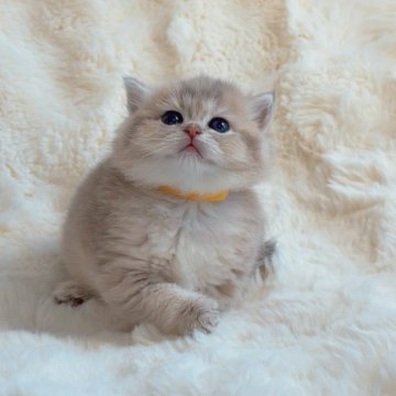 ブリティッシュショートヘア【埼玉県・女の子・2025年10月13日・ブルーゴールデン】の写真「顔まんまる　エルメスレベルの上品」