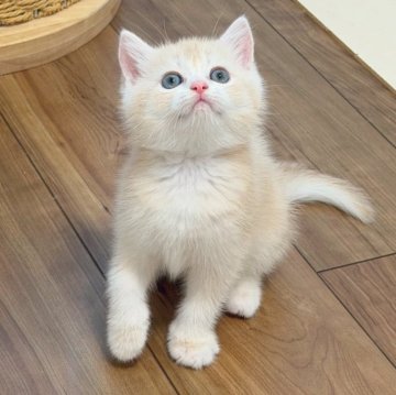 ブリティッシュショートヘア【埼玉県・男の子・2025年10月9日・ライラックゴールデンシェル】の写真「骨格大きい　珍しいカラー　上品」