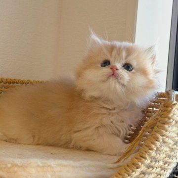 ブリティッシュショートヘア【埼玉県・男の子・2025年10月9日・ライラックゴールデンシェル(ロング)】の写真「顔まんまる　くまみたい　色珍しい」