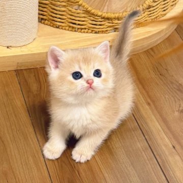 ブリティッシュショートヘア【埼玉県・女の子・2025年10月20日・ブルーゴールデン】の写真「真丸顔　もっちり　おとなしい　上品」