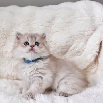 ブリティッシュショートヘア【埼玉県・男の子・2025年9月19日・ライラックゴールデン(ロング)】の写真「顔まんまる　エルメスレベルの上品」