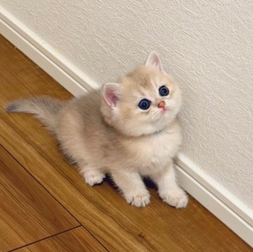 ブリティッシュショートヘア【埼玉県・女の子・2025年10月20日・ブルーゴールデン】の写真「真丸顔　もっちり　おとなしい　上品」