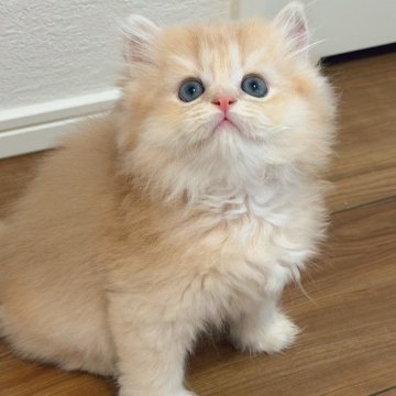 ブリティッシュショートヘア【埼玉県・男の子・2025年10月9日・ライラックゴールデンシェル(ロング)】の写真「真丸顔　くま🐻みたいな子猫　珍しい　活発な男の子」