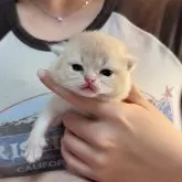 ブリティッシュショートヘア