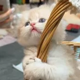 ブリティッシュショートヘア