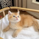 ブリティッシュショートヘア