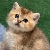 ブリティッシュショートヘア