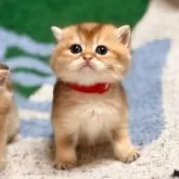 ブリティッシュショートヘア