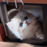 ブリティッシュロングヘア